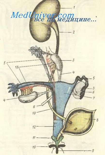 Anomalii ale organelor genitale feminine