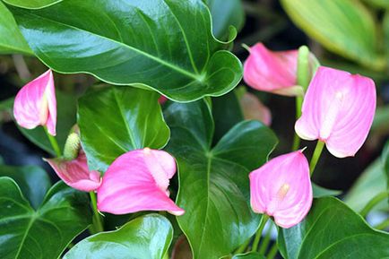 Anthurium fericirea masculului - locul de nastere al plantei, ceea ce inseamna aceasta floare, indiferent daca este posibil sa se tina acasa, video