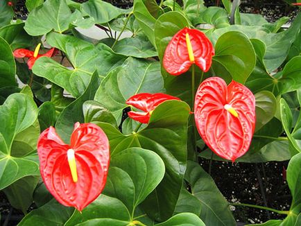 Anthurium fericirea masculului - locul de nastere al plantei, ceea ce inseamna aceasta floare, indiferent daca este posibil sa se tina acasa, video