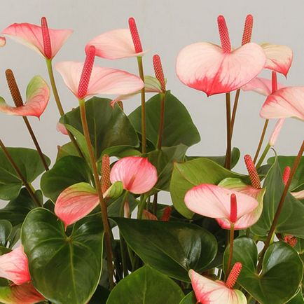 Anthurium fericirea masculului - locul de nastere al plantei, ceea ce inseamna aceasta floare, indiferent daca este posibil sa se tina acasa, video