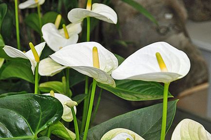 Anthurium fericirea masculului - locul de nastere al plantei, ceea ce inseamna aceasta floare, indiferent daca este posibil sa se tina acasa, video
