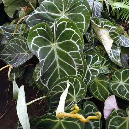 Anthurium fericirea masculului - locul de nastere al plantei, ceea ce inseamna aceasta floare, indiferent daca este posibil sa se tina acasa, video