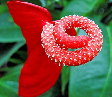 Anthurium fericirea masculului - locul de nastere al plantei, ceea ce inseamna aceasta floare, indiferent daca este posibil sa se tina acasa, video