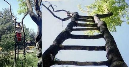 Arboscultura (copaci răsuciți) - târg de maeștri - manual, manual