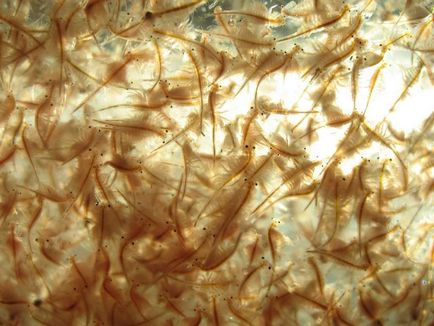Artemia - egyedülálló minden tekintetben rákfélék