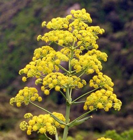 Asafoetida - mi ez, és hogyan kell használni