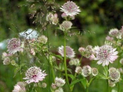 Astrantia засаждане и грижи оплождане на културите и размножаване