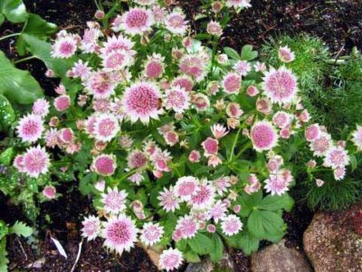 Astrantia ültetés és gondozás termés trágyázás és reprodukciós