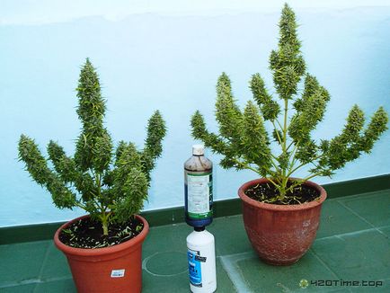 Autoflowering fotoperiodnye és fajok Cannabis április 20., idő (automatikus virágzó fajták marihuána) Autoflowering és fotoperiodnye féle kender április 20. alkalommal