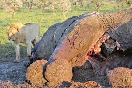 А чи знаєте ви - як харчуються гієни