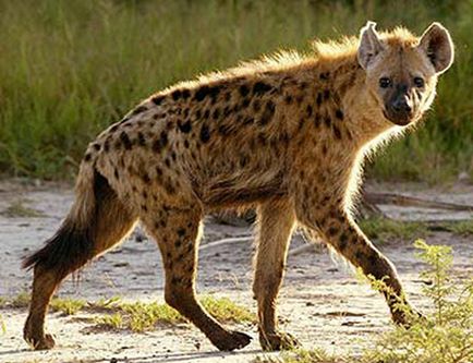 Știți cum să mâncați hienele?