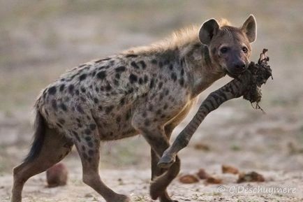 Știți cum să mâncați hienile?