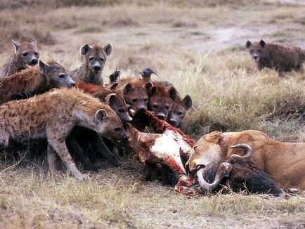 Știți cum să mâncați hienele?
