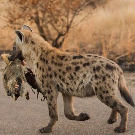 Știți cum să mâncați hienile?