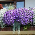 Балконні квіти як вирощувати, як зробити квітник на балконі