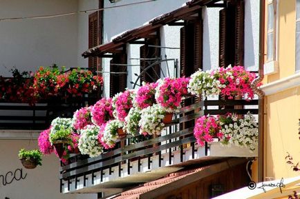Flori de flori cum să crească, cum să facă o grădină de flori pe balcon