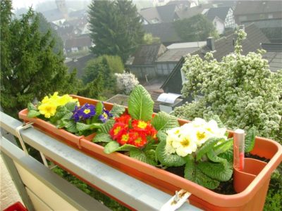 Балконні квіти як вирощувати, як зробити квітник на балконі