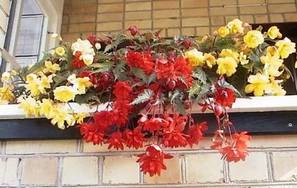 Flori de flori cum să crească, cum să facă o grădină de flori pe balcon