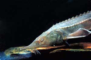 Baikalsky sturgeon (Baikalian) Bajkál tokhal