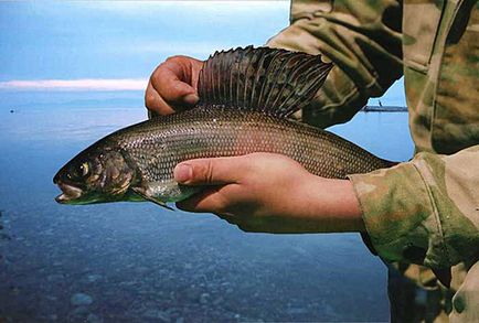 Baikal de pescuit de sturioni