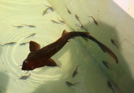 Байкальський осетер може перестати бути червонокнижною рибою, байкал інфо