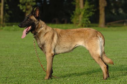 Belga juhászkutya Malinois kutya fajta leírás, fotó és videó anyagok a faj vélemények