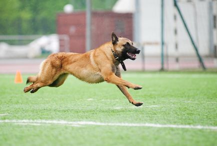 Belgian Shepherd Malinois Descrierea rasei de caini, materiale foto si video, comentarii despre rasa