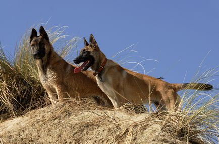 Belga juhászkutya Malinois kutya fajta leírás, fotó és videó anyagok a faj vélemények