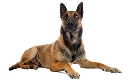 Belgian Shepherd Malinois Descrierea rasei de caini, materiale foto si video, comentarii despre rasa