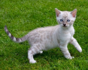 Бенгальська кішка - опис породи, характер, догляд, фото, кіт і кішка