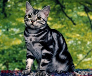 Pisica bengaleză - descrierea rasei, caracterului, îngrijirii, fotografiei, pisicii și pisicilor