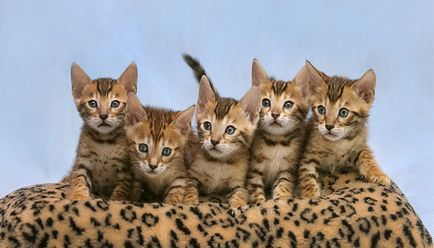 Poze cu pisici bengaleze, poze cu pisici bengaleze