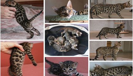 Poze cu pisici bengaleze, poze cu pisici bengaleze