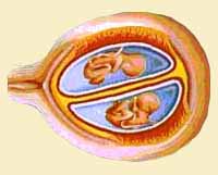 Вагітність, звідки беруться двійнята