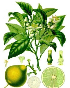 Bergamot efectul său asupra oamenilor, proprietăți utile, tratamentul cu bergamot
