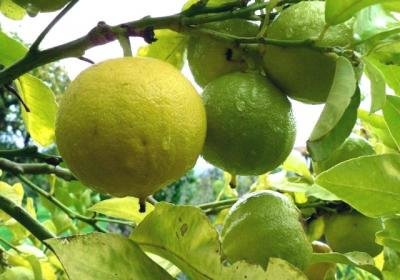 Bergamott hasznos tulajdonságok és ellenjavallatok (tulajdonságok) Bergamott, hasznos tulajdonság és ellenjavallatok