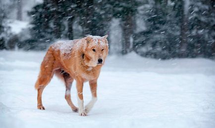 Un câine fără adăpost a salvat o fată care a fost doborâtă pe drum, apoi dusă în pădure și aruncată