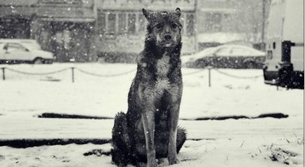 Kóbor kutya mentette meg a lány sújtotta autóval ... ennyi - Szilveszter csoda!