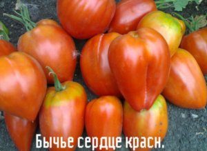 Бичаче серце червоне »- томат для вирощування в південних регіонах Росії опис і особливості