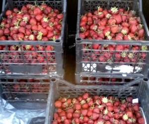 Cultură de afaceri de căpșuni, afaceri agricole