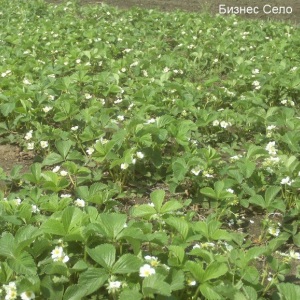 Cultură de afaceri de căpșuni, afaceri agricole