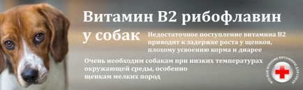 Хвороби і рекомендації для пітбуля