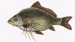 Fish-betegség - helmintiázis állatokban