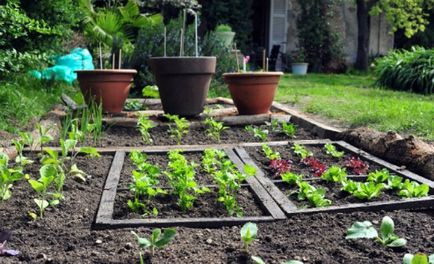 Boala salata - o grădină fără îngrijire