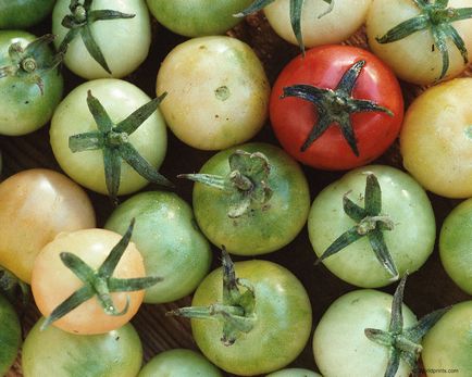 Boala salata - o grădină fără îngrijire