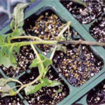 Combaterea phytofluores de tomate toate metodele și mijloacele - vara
