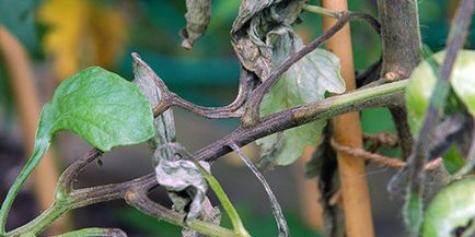 Combaterea phytofluores de tomate toate metodele și mijloacele - vara