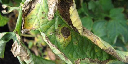 Combaterea phytofluores de tomate toate metodele și mijloacele - vara