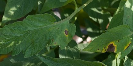 Combaterea phytofluores de tomate toate metodele și mijloacele - vara