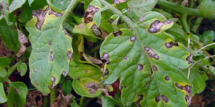 Küzdelem Phytophthora paradicsom minden módszereket és eszközöket - faház